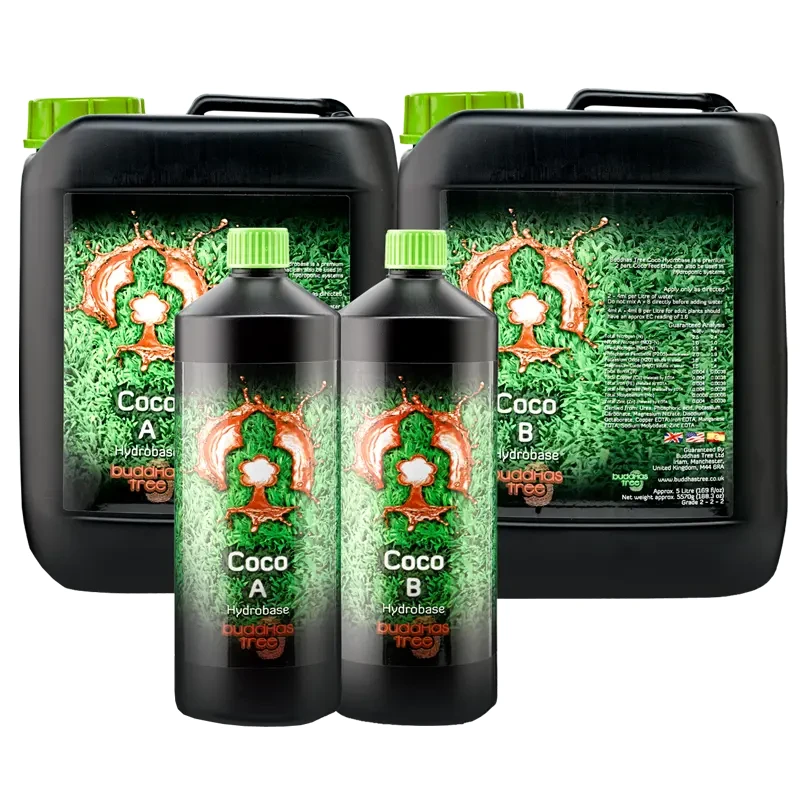 Buddhas Tree Coco A+B (Twin Set)