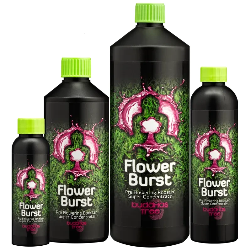 Buddhas Tree Flower Burst